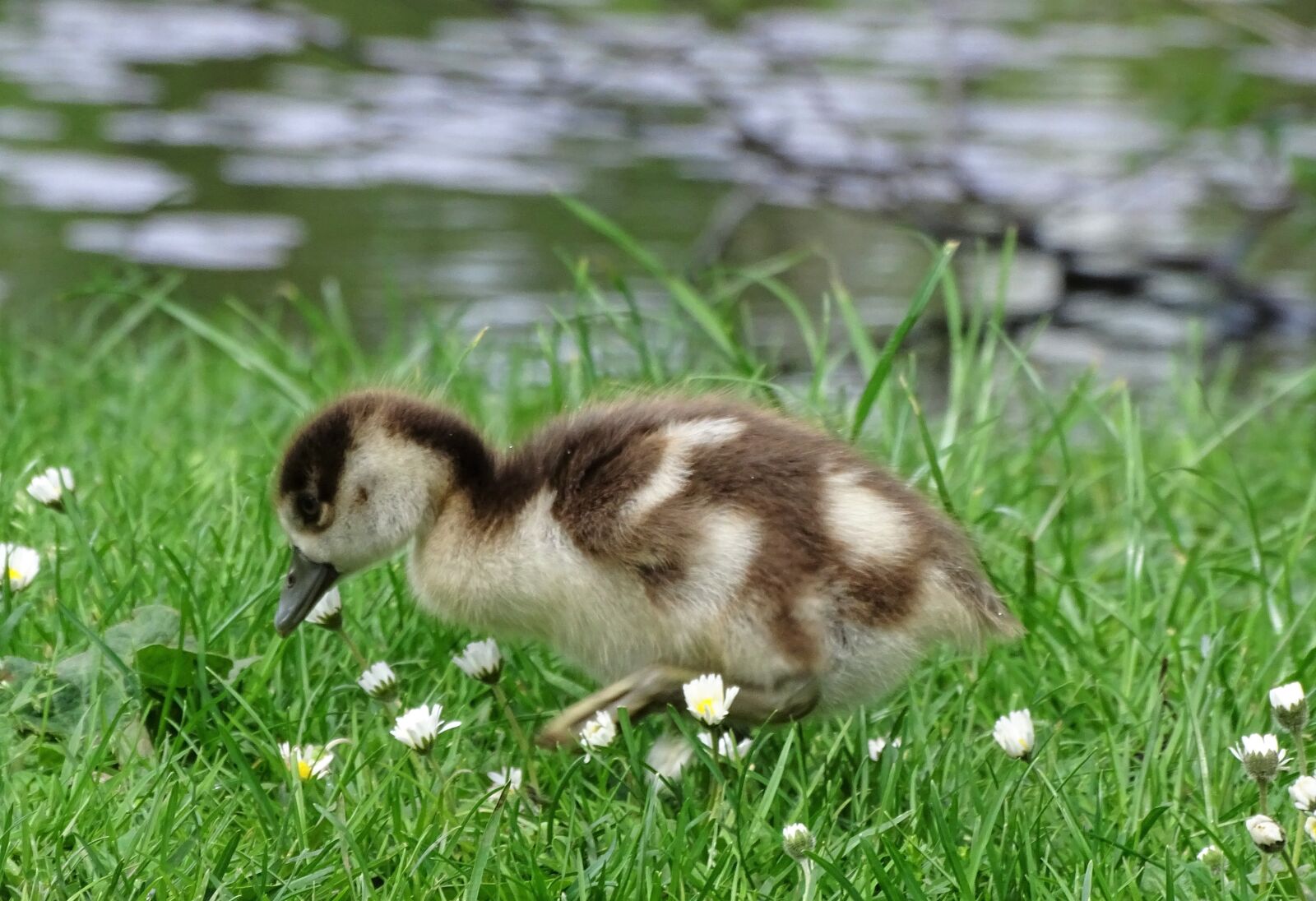 Sony Cyber-shot DSC-HX400V sample photo. Nilgans, poultry, young animal photography