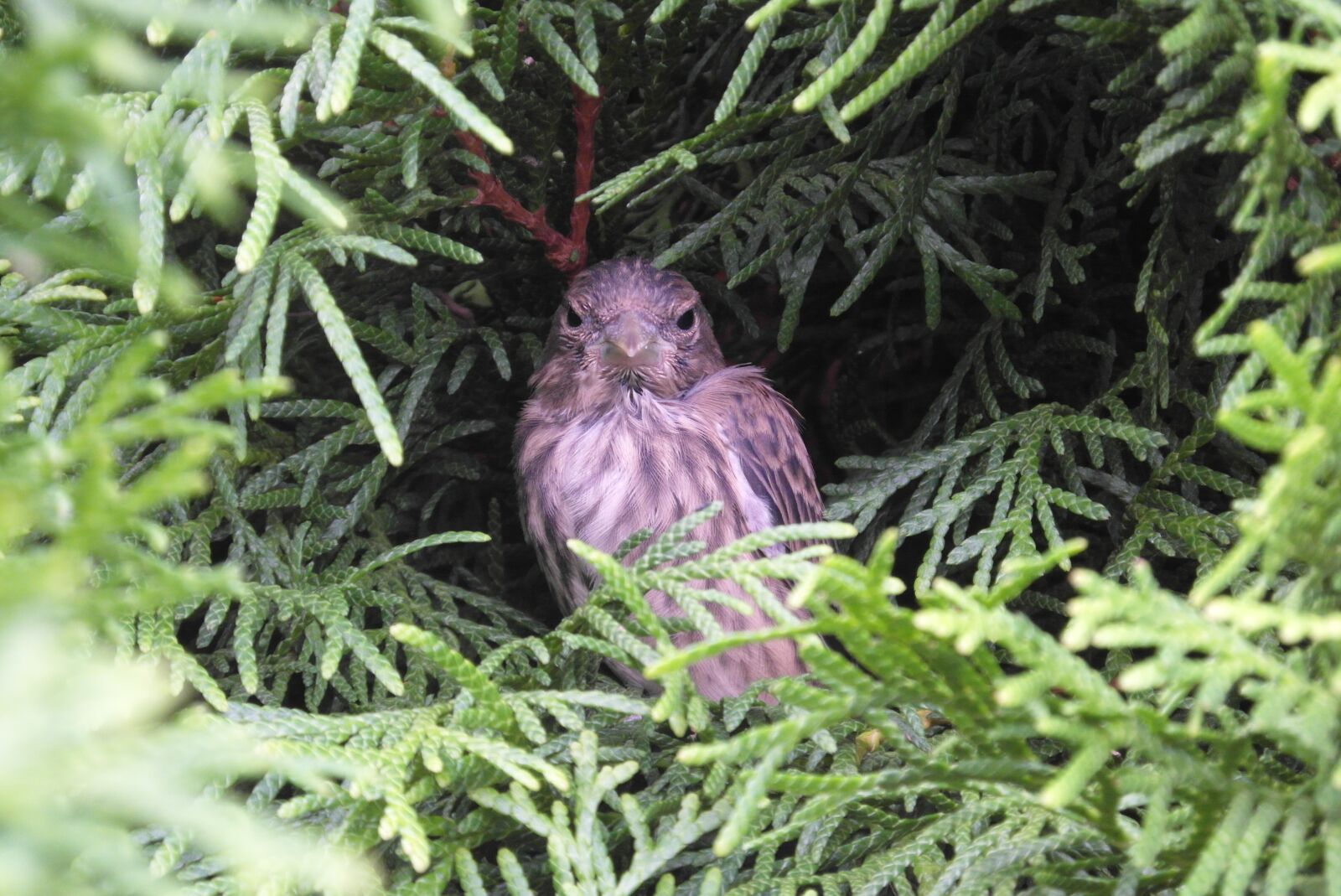 Samsung WB750 sample photo. The sparrow, bird, sitting photography