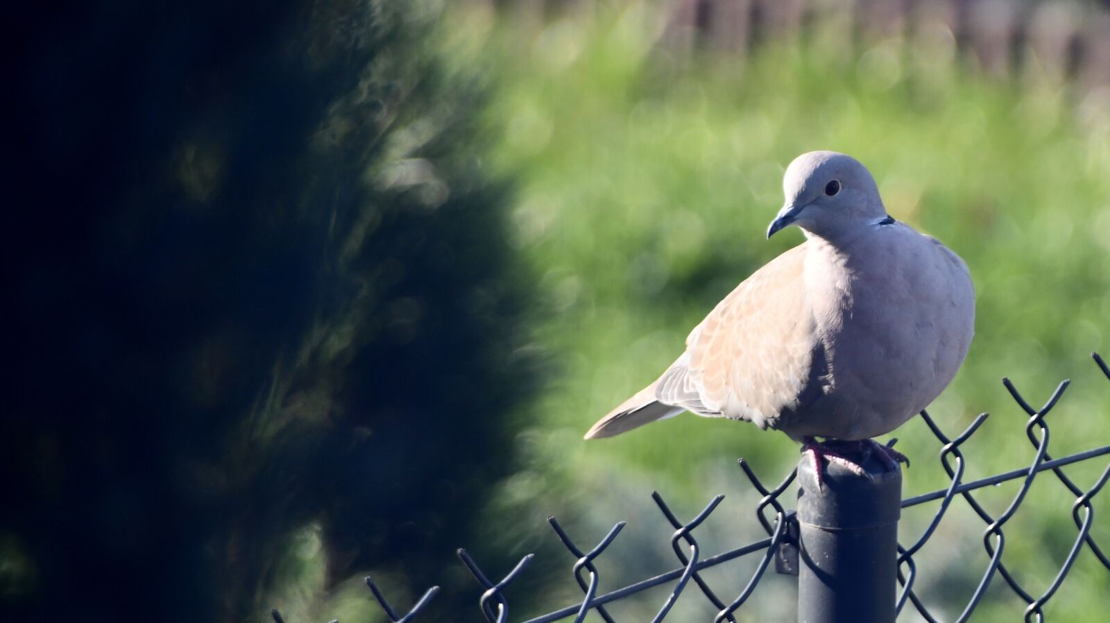 Nikon D7500 sample photo. Dove, bird, gray photography
