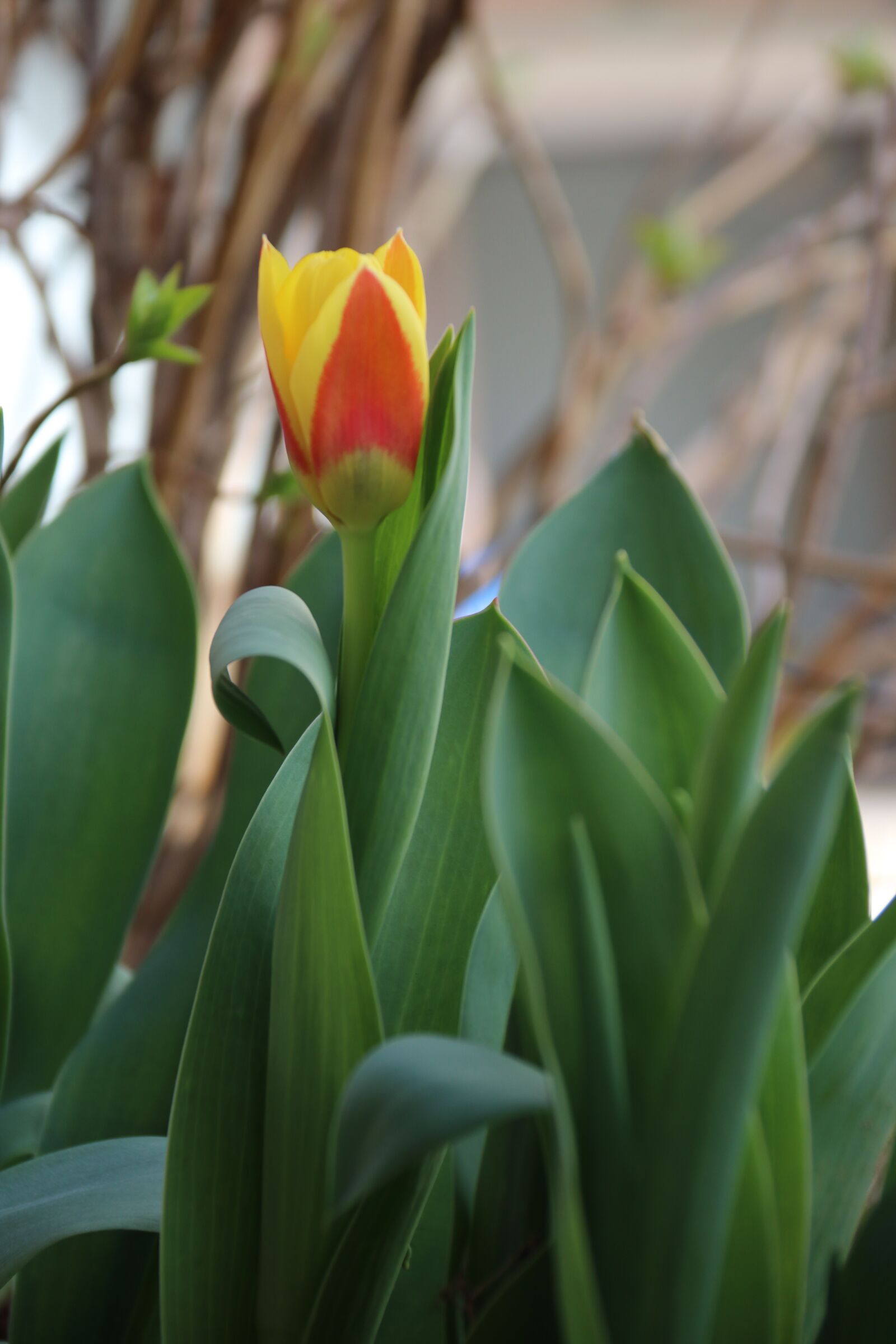 Canon EOS 80D sample photo. Flowers, nature, garden photography