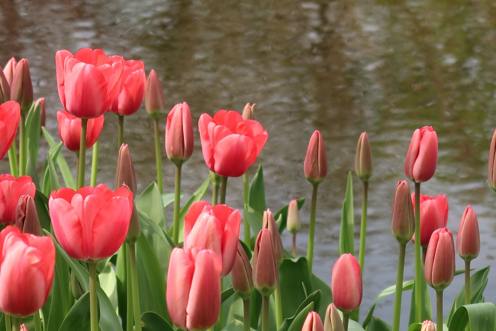 Canon PowerShot G7 X Mark II sample photo. Tulip, tulips, keukenhof photography