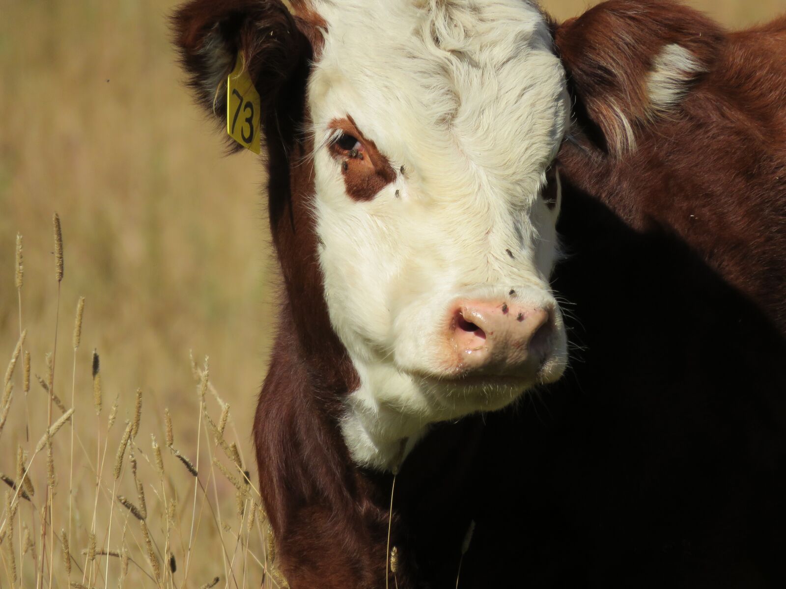 Canon PowerShot SX60 HS sample photo. Cow, calf, cattle photography