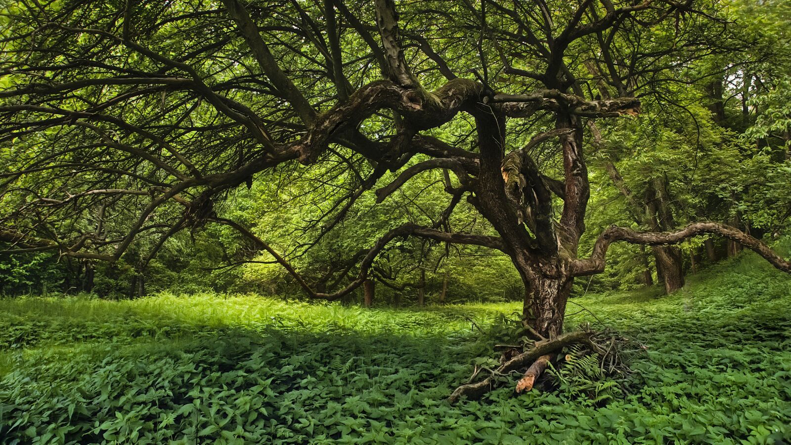 Panasonic Lumix DMC-LX100 sample photo. Forest, green, tree photography