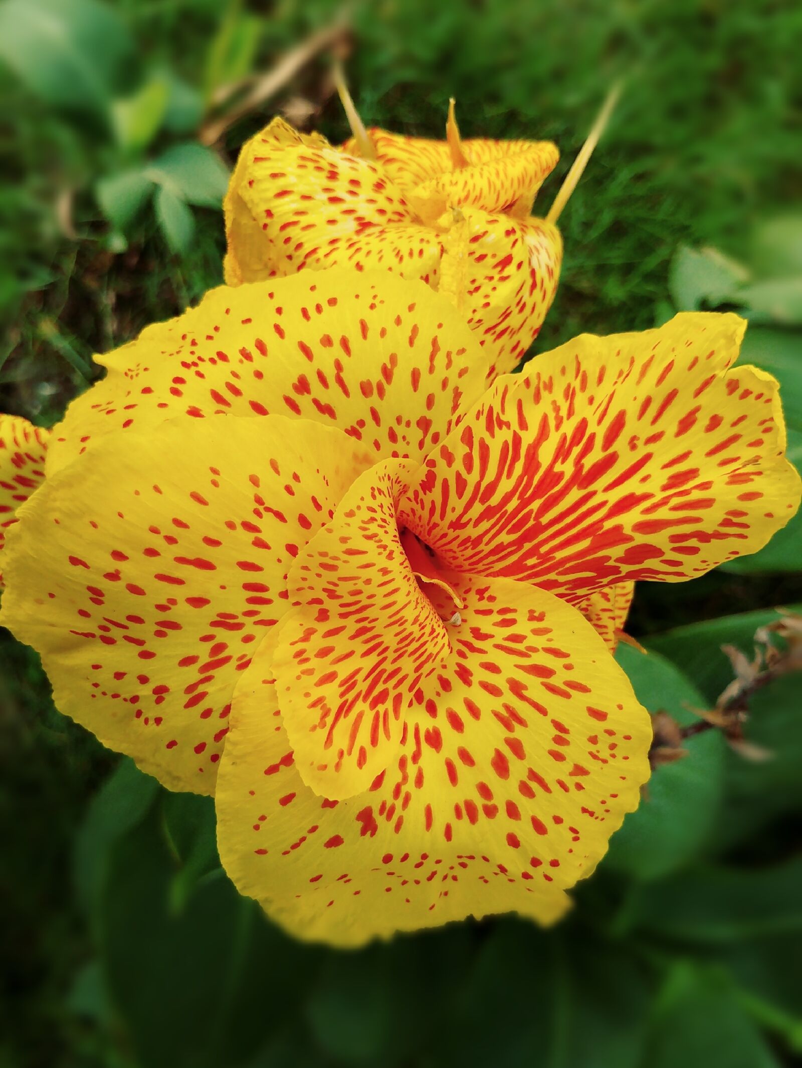 LG G5 sample photo. Canna lily, yellow flower photography