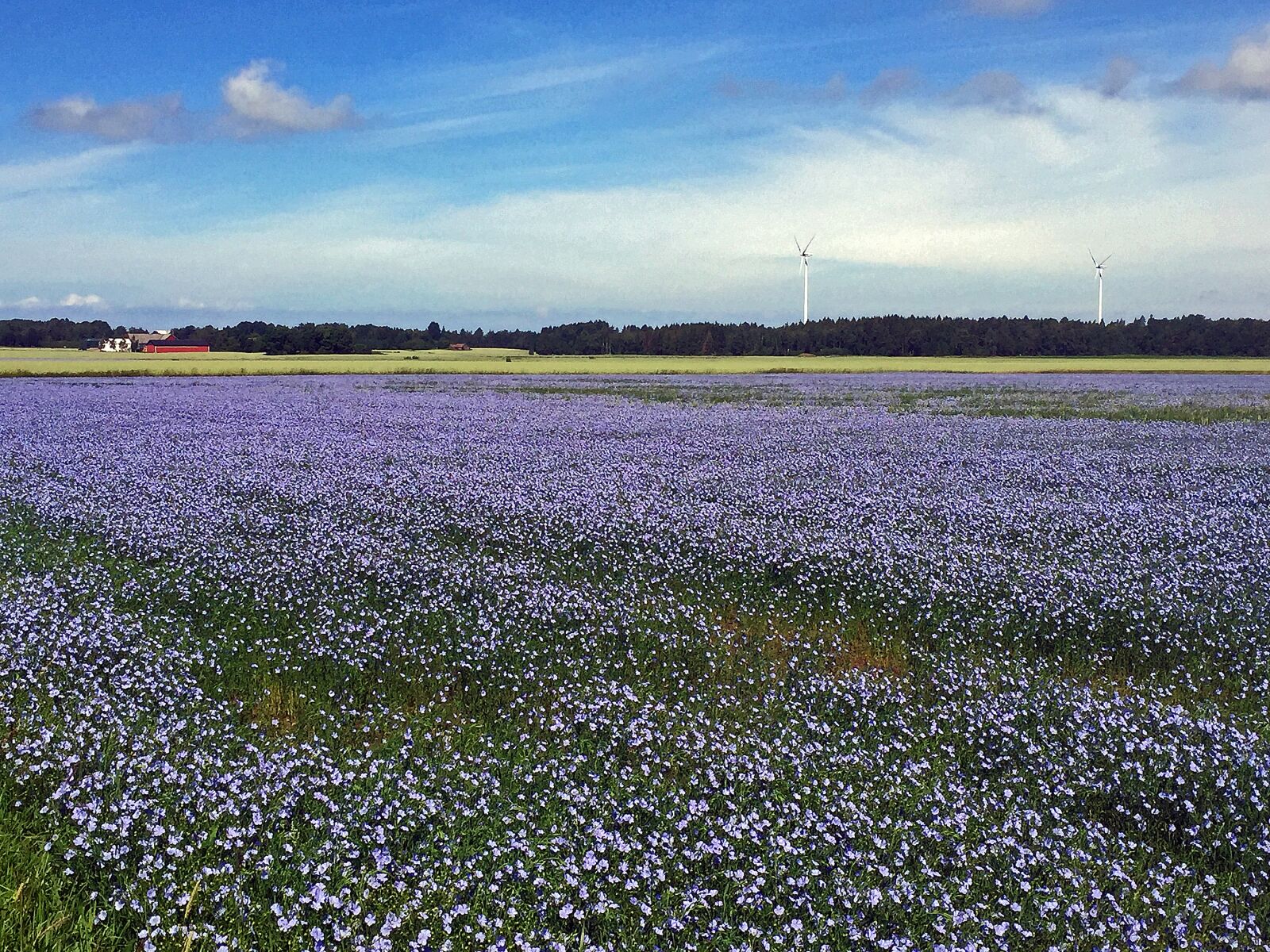 iPhone 6 back camera 4.15mm f/2.2 sample photo. Linfält, nature, simply photography