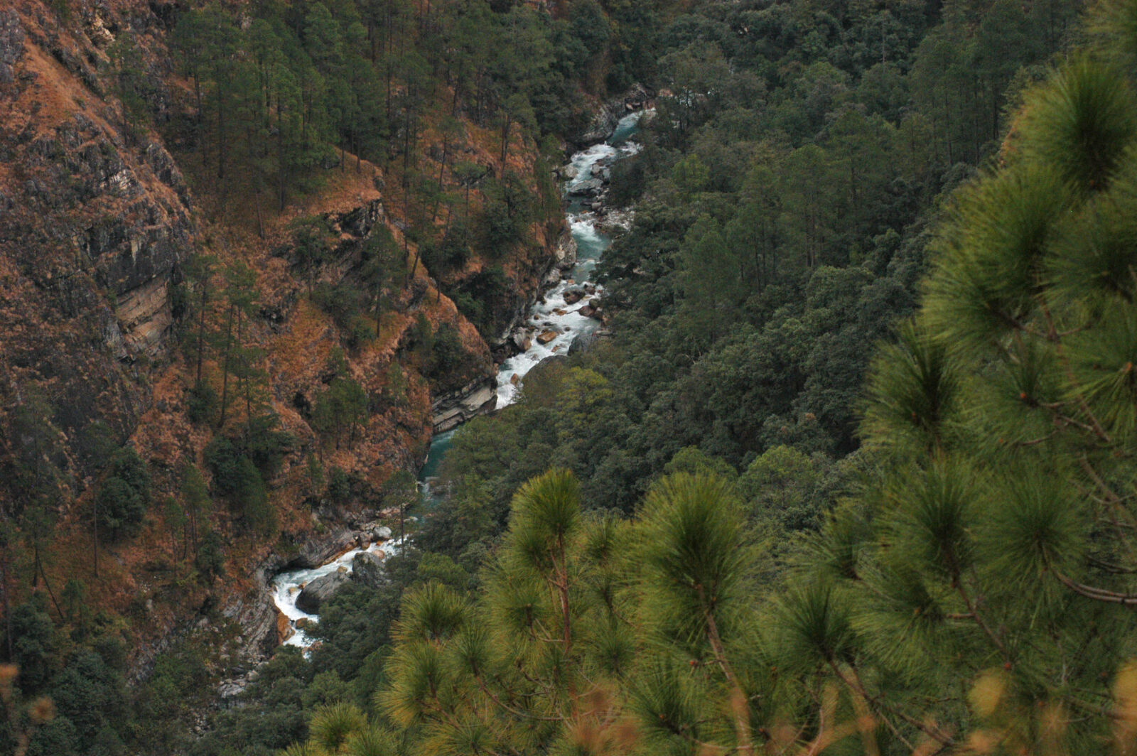 Nikon D100 sample photo. Forest, himalayas, india, landscape photography