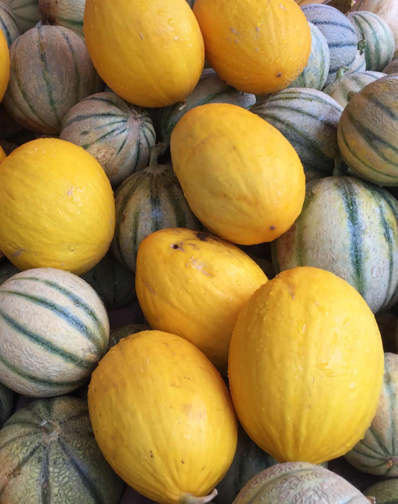 Apple iPhone 6 sample photo. Food, melon, fruit photography