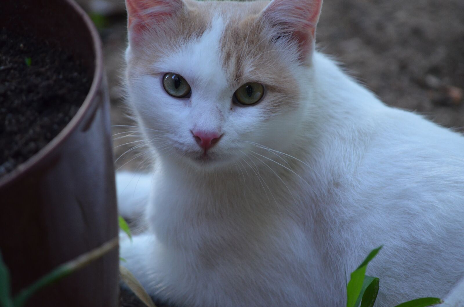 Nikon D5100 sample photo. Cat, cute, animal photography