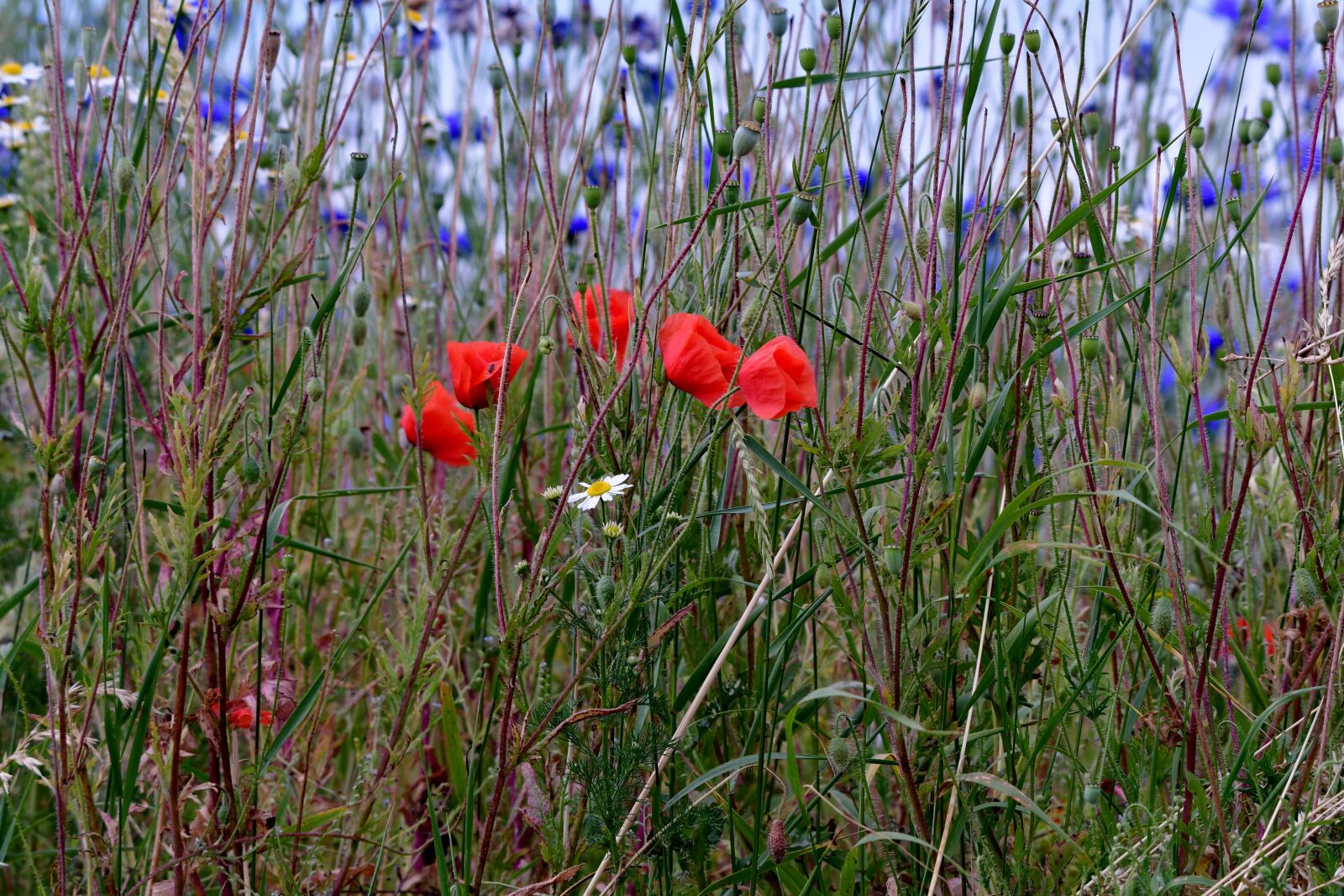 Nikon D500 sample photo. Field flowers, poppies, cornflowers photography