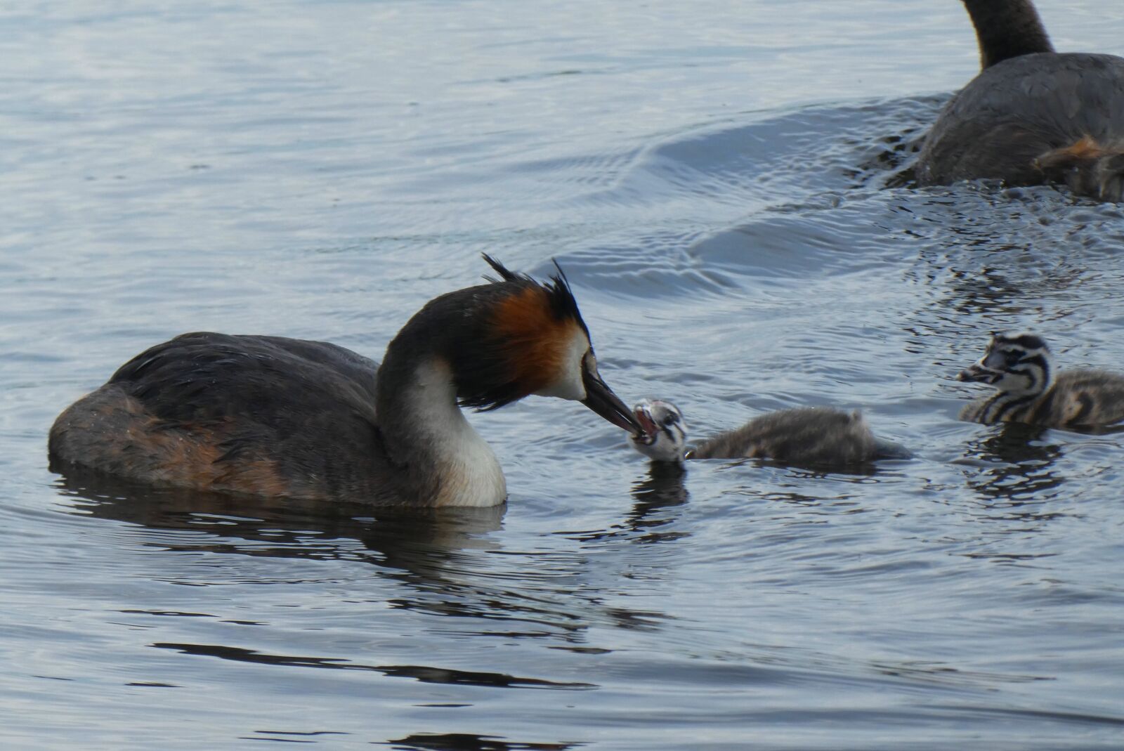 Panasonic Lumix DC-ZS70 (Lumix DC-TZ90) sample photo. Great crested grebe with photography
