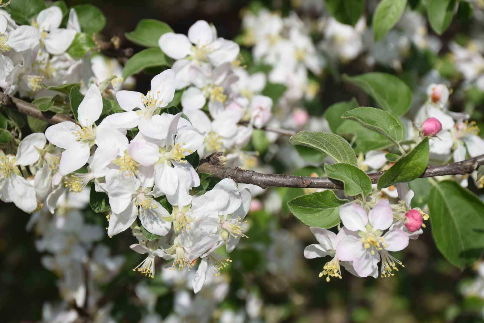 Nikon D5300 sample photo. Flowers, apple tree, spring photography