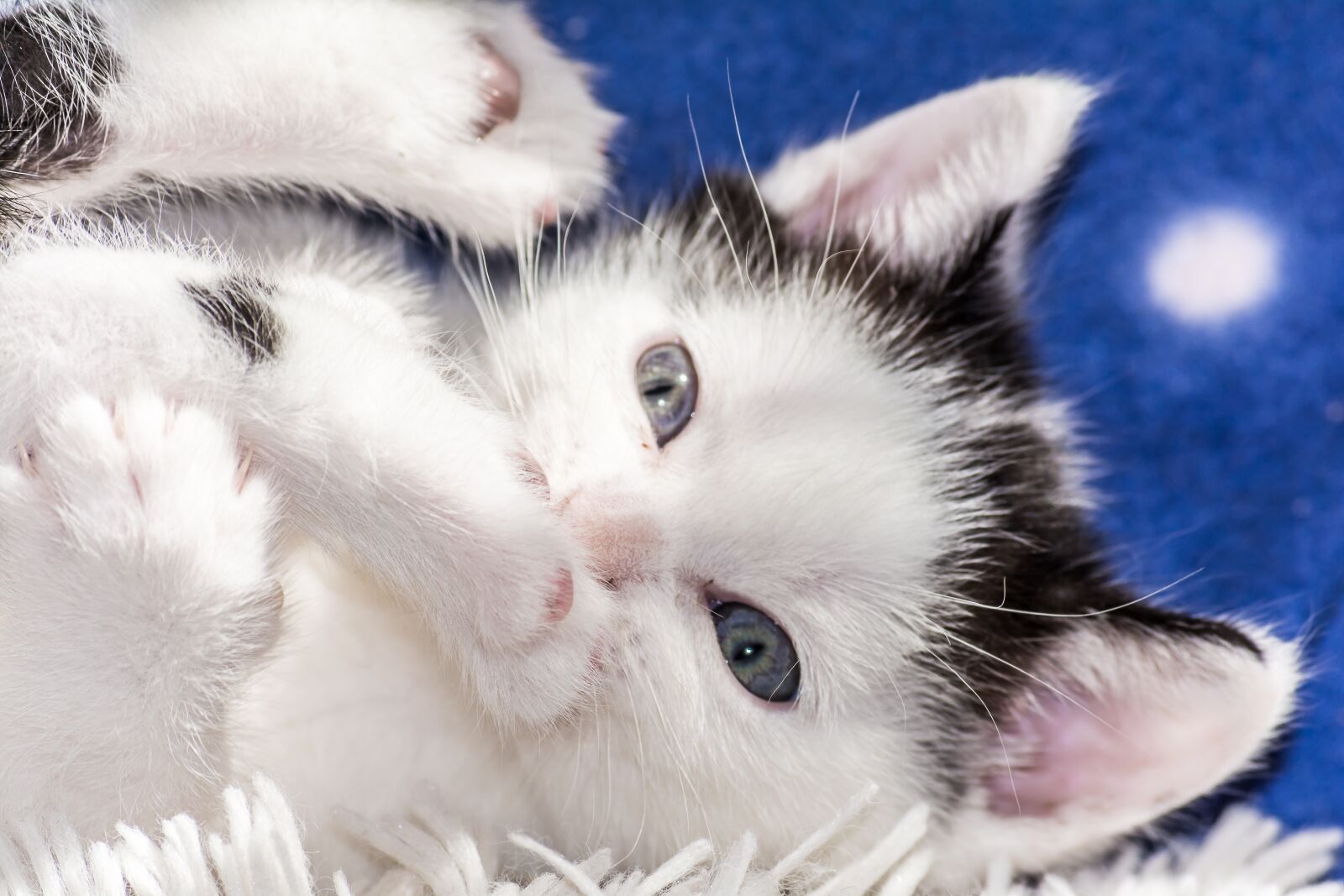 Nikon D5200 sample photo. Baby cat, cat baby photography