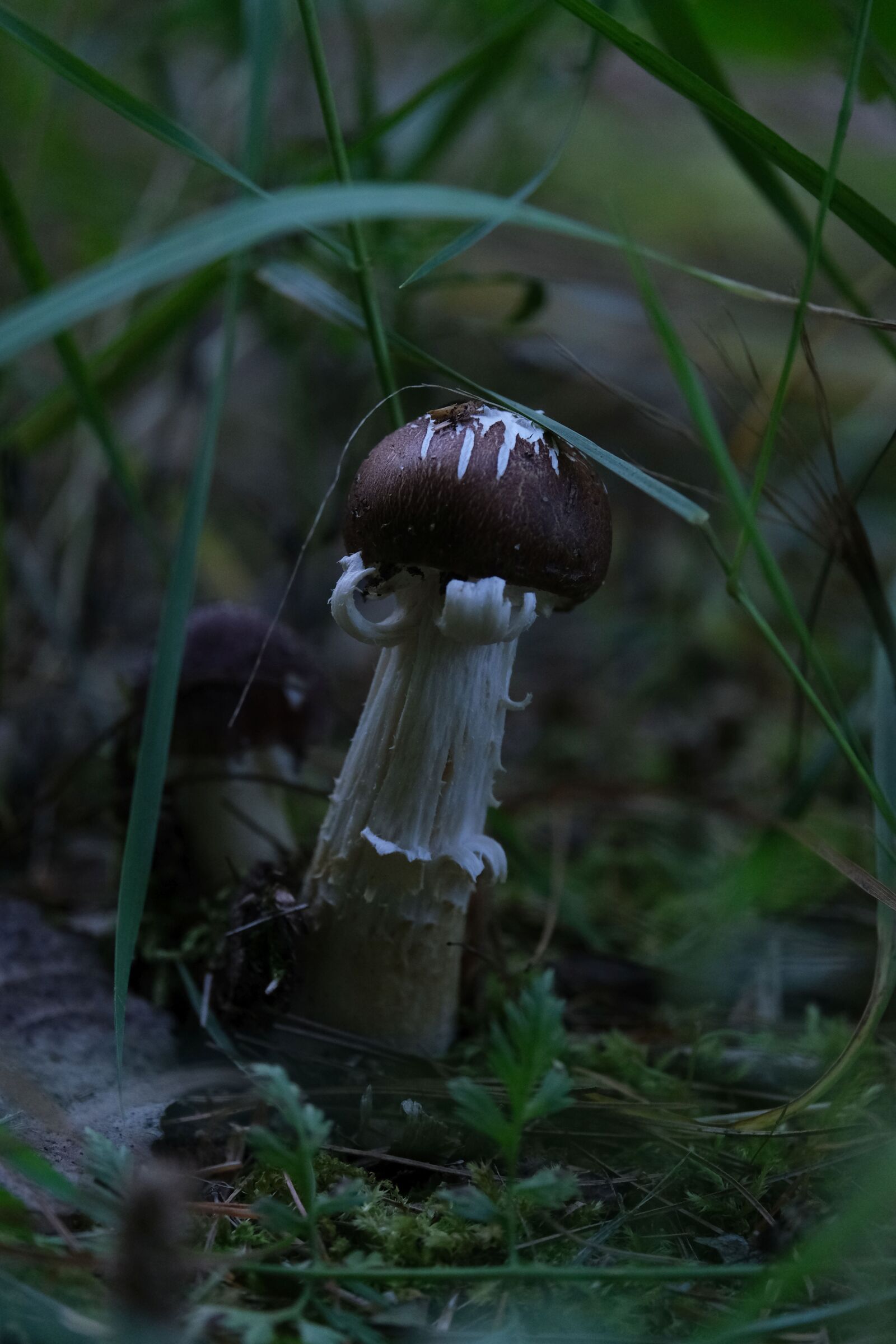 Fujifilm XF 55-200mm F3.5-4.8 R LM OIS sample photo. Mushroom, fungus, wild mushroom photography