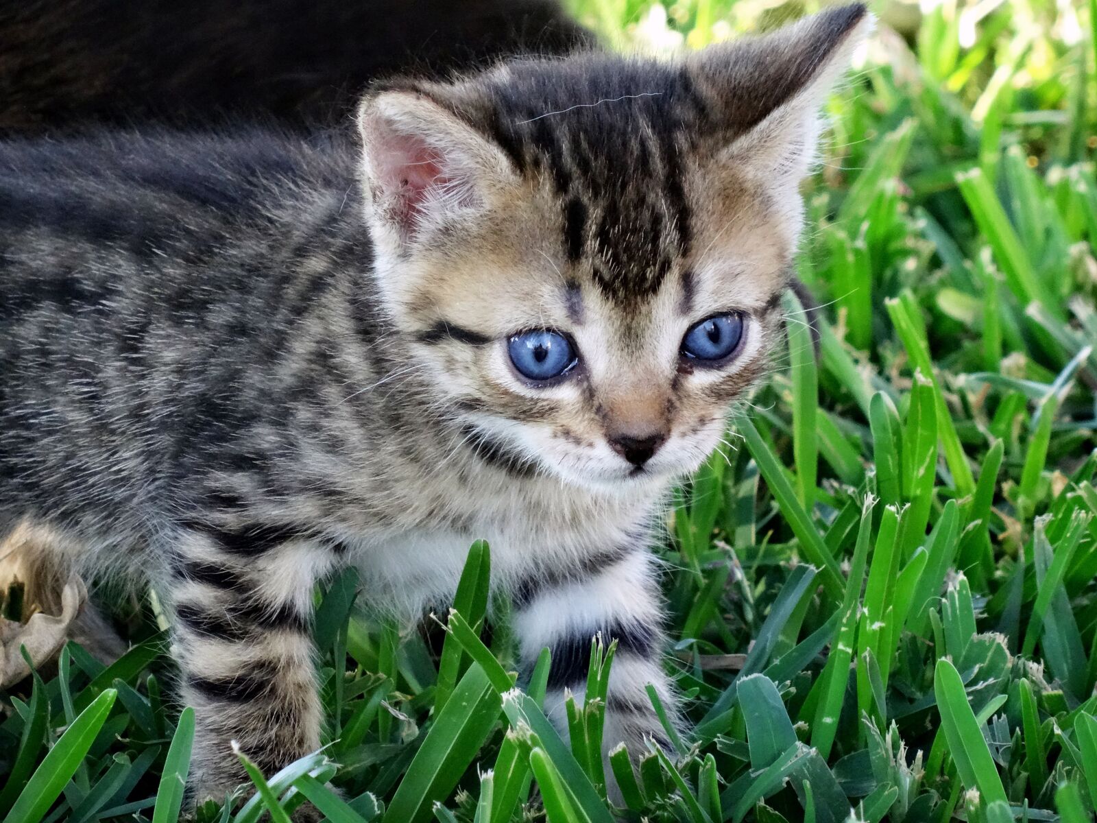 Sony Cyber-shot DSC-HX50V sample photo. Cat, eyes, blue photography