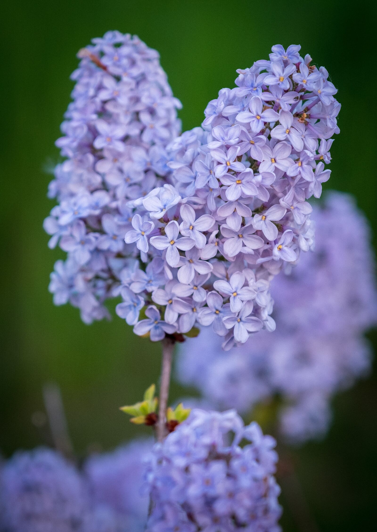 Fujifilm XF 16-55mm F2.8 R LM WR sample photo. Blossom, bloom, spring photography