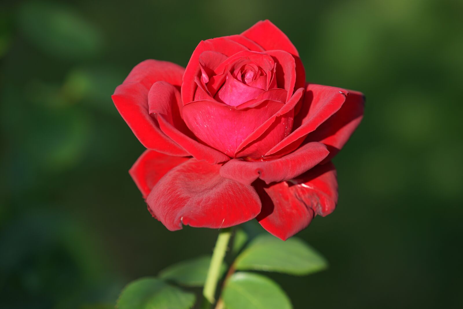 Sony FE 70-200mm F4 G OSS sample photo. Rose, red, flower photography