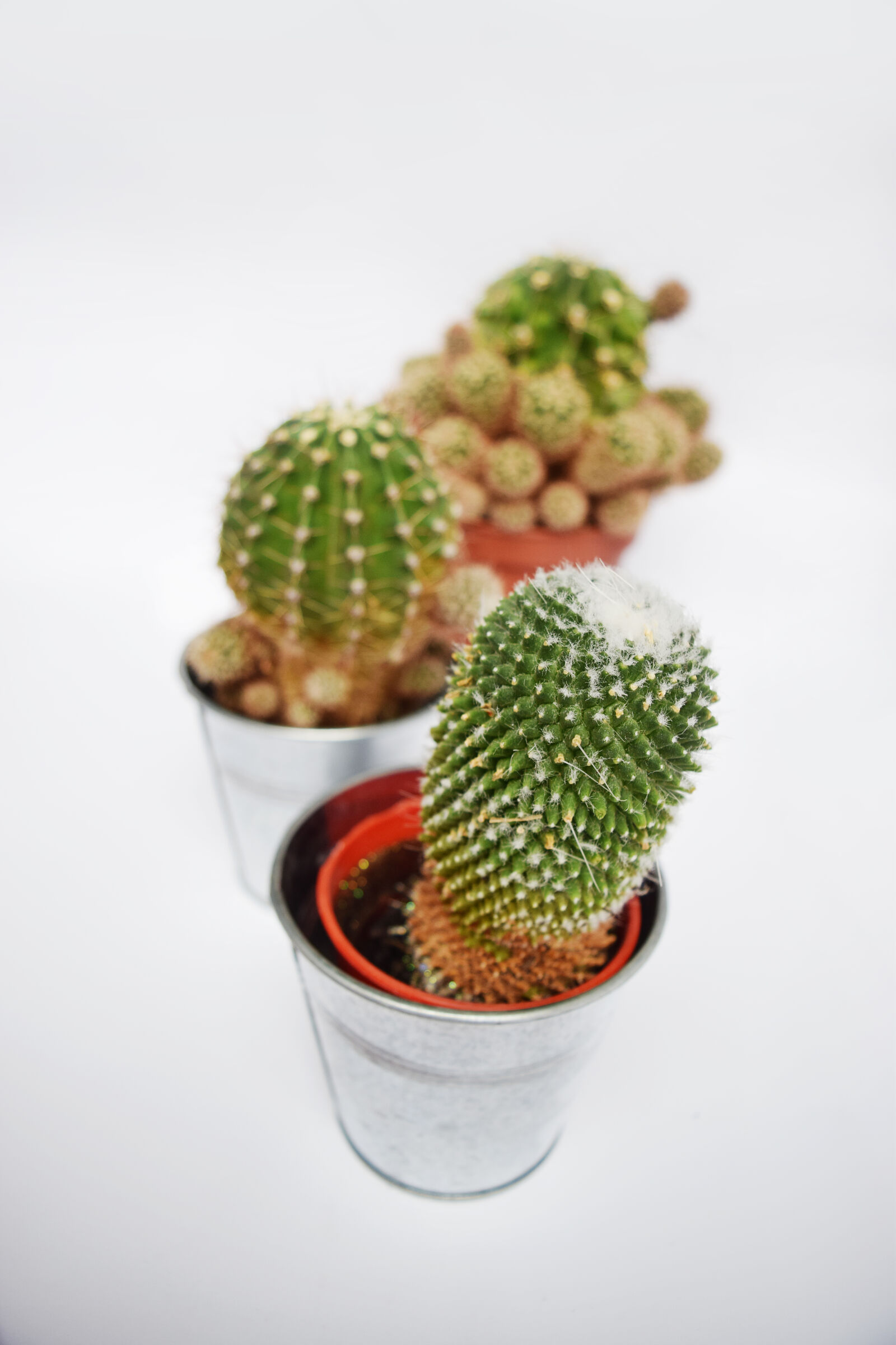 Nikon D3300 sample photo. Botanical, botany, cacti, cactus photography