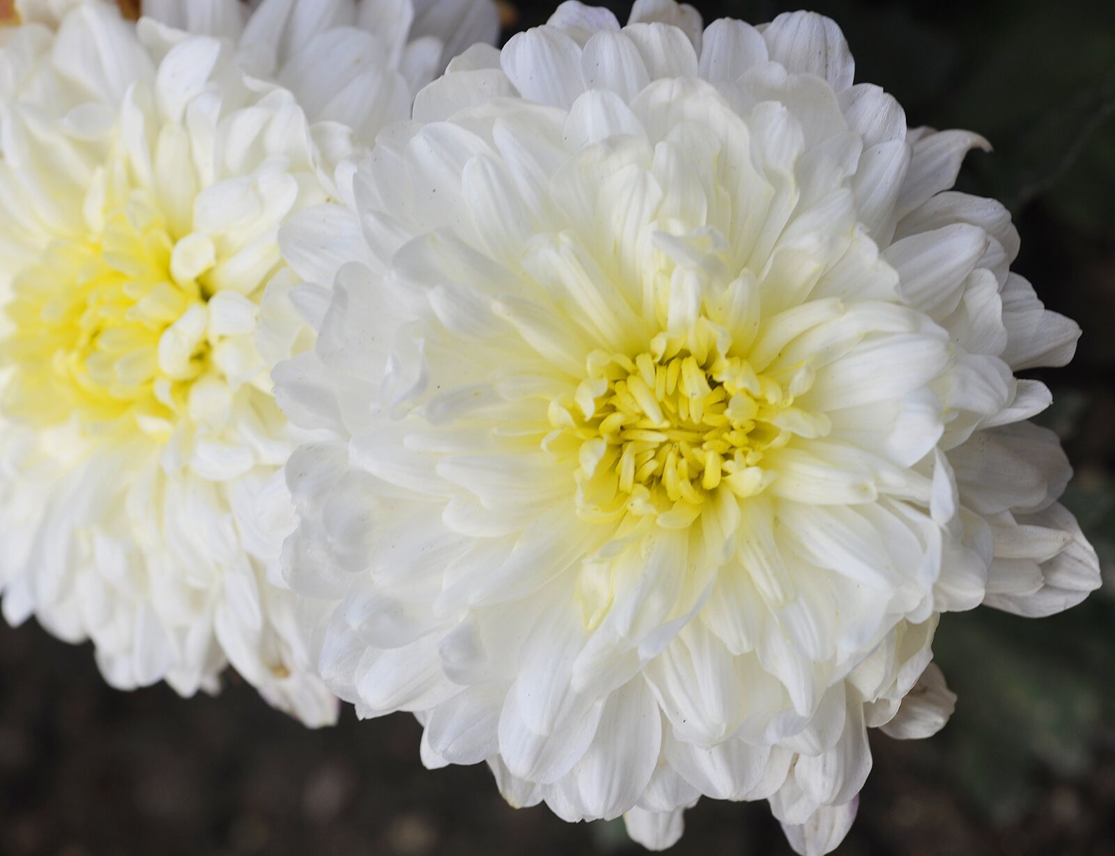 Nikon D90 sample photo. White, chrysanthemum, flower photography