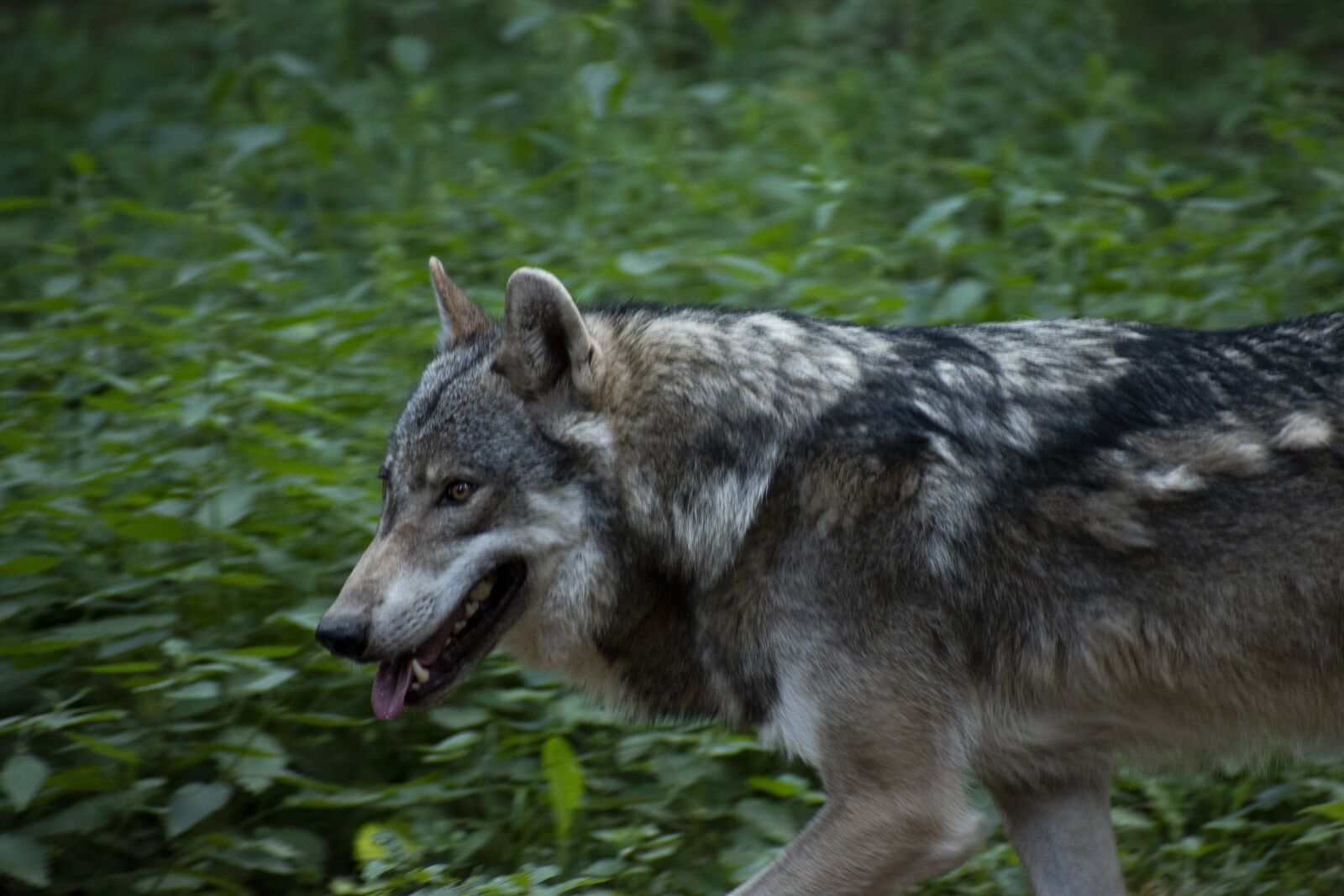 Nikon D5600 sample photo. Wolf, run, forest photography