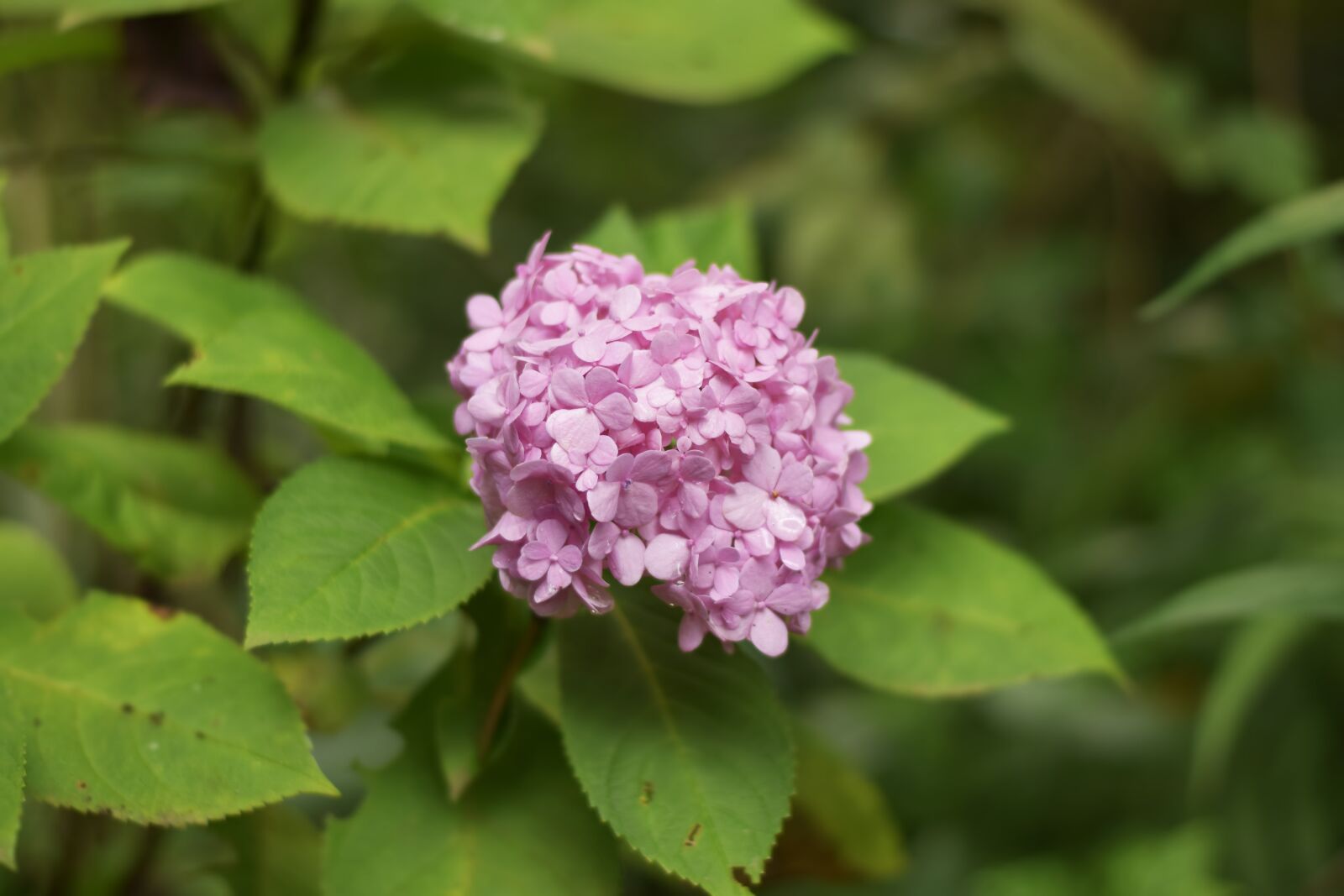Nikon D3300 sample photo. Flower, garden, nature photography
