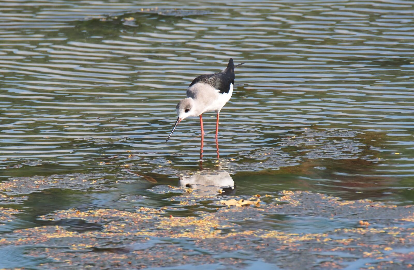 Olympus OM-D E-M1 sample photo. Bird, wild, wildlife photography