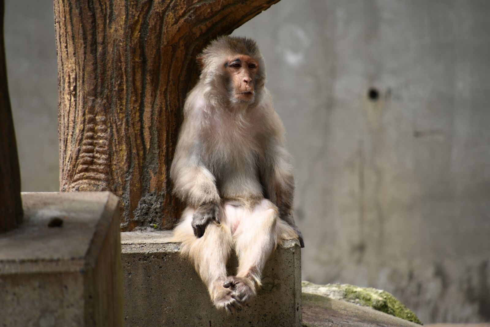 Nikon D7500 sample photo. Monkey, sitting, relaxing photography