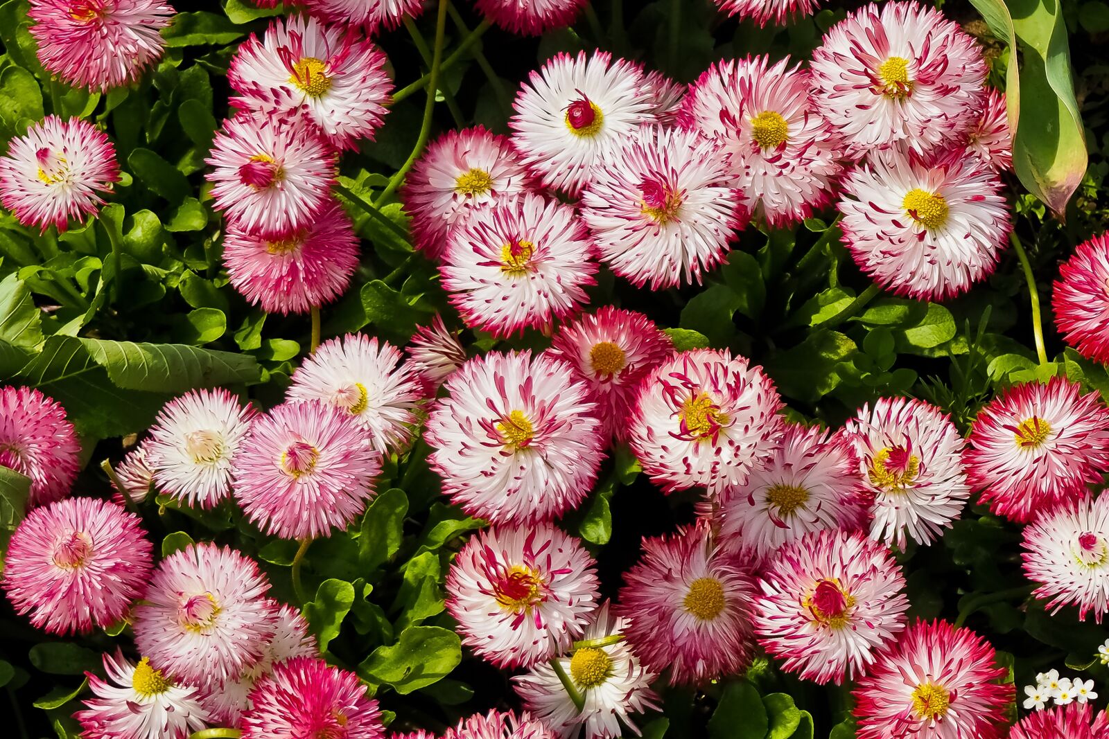 Olympus OM-D E-M10 sample photo. Flowers, daisies, plant photography
