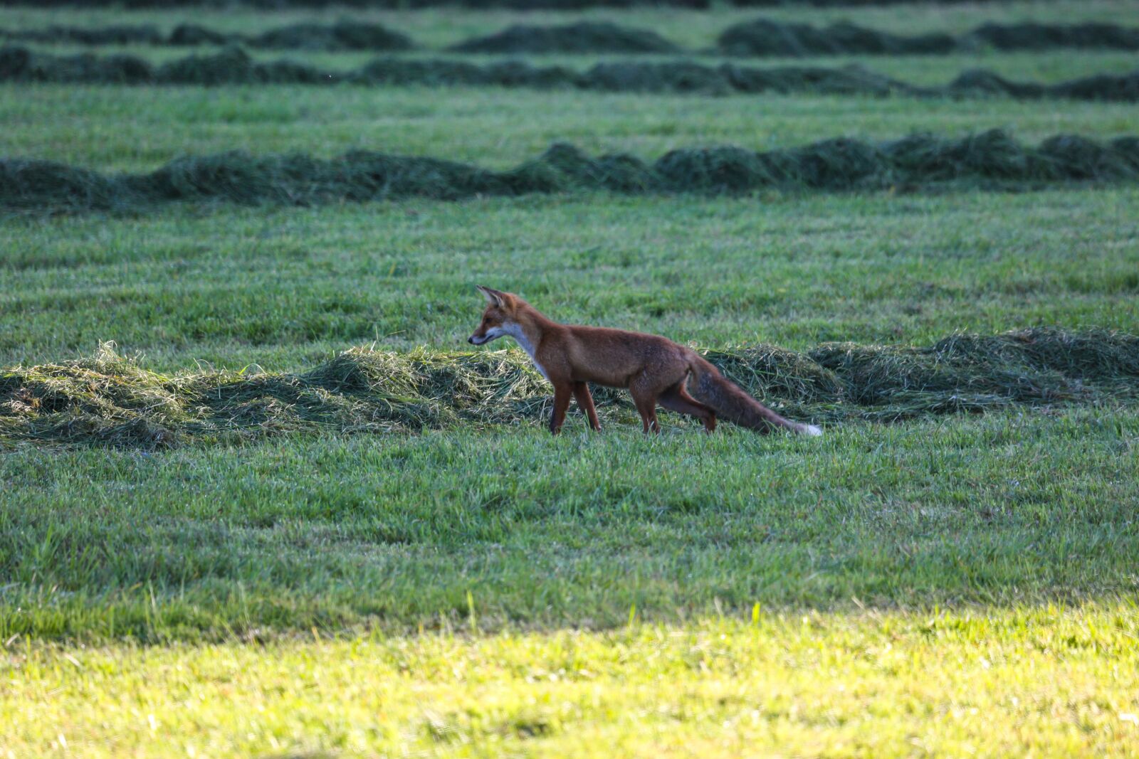 Canon EF 100-400mm F4.5-5.6L IS USM sample photo. Fuchs, meadow, mammal photography
