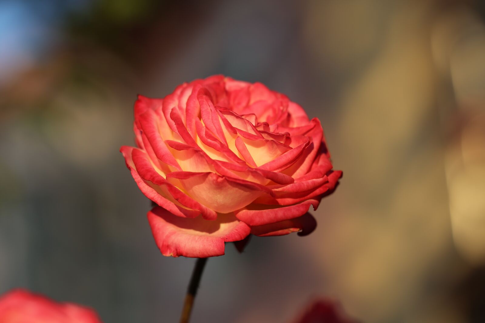 Canon EOS 6D sample photo. Rose, flower, red photography