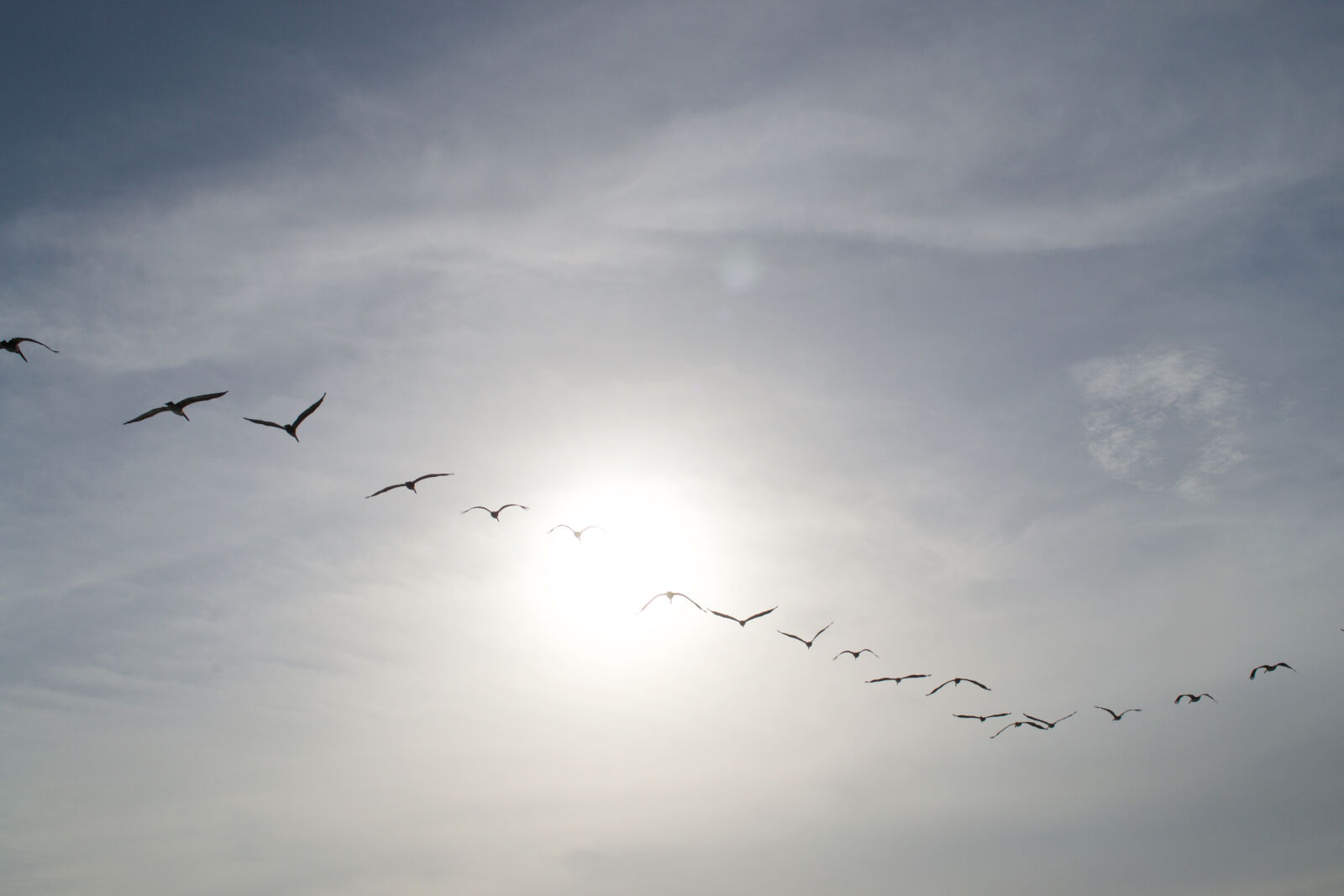 Nikon D3100 sample photo. Birds, bright, clouds, costa photography