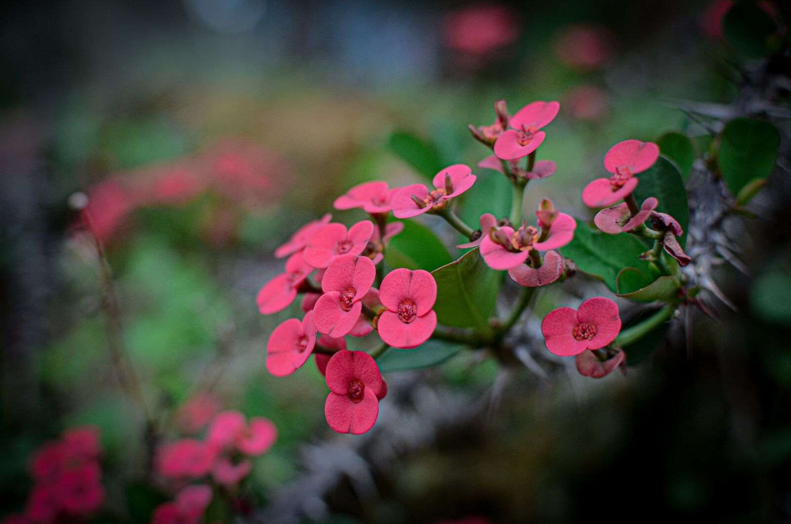 Nikon D7000 sample photo