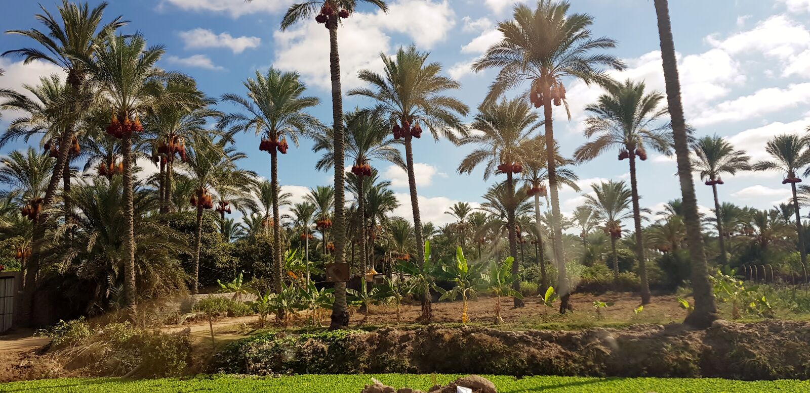 Samsung Galaxy S8 sample photo. Trees, city, land photography