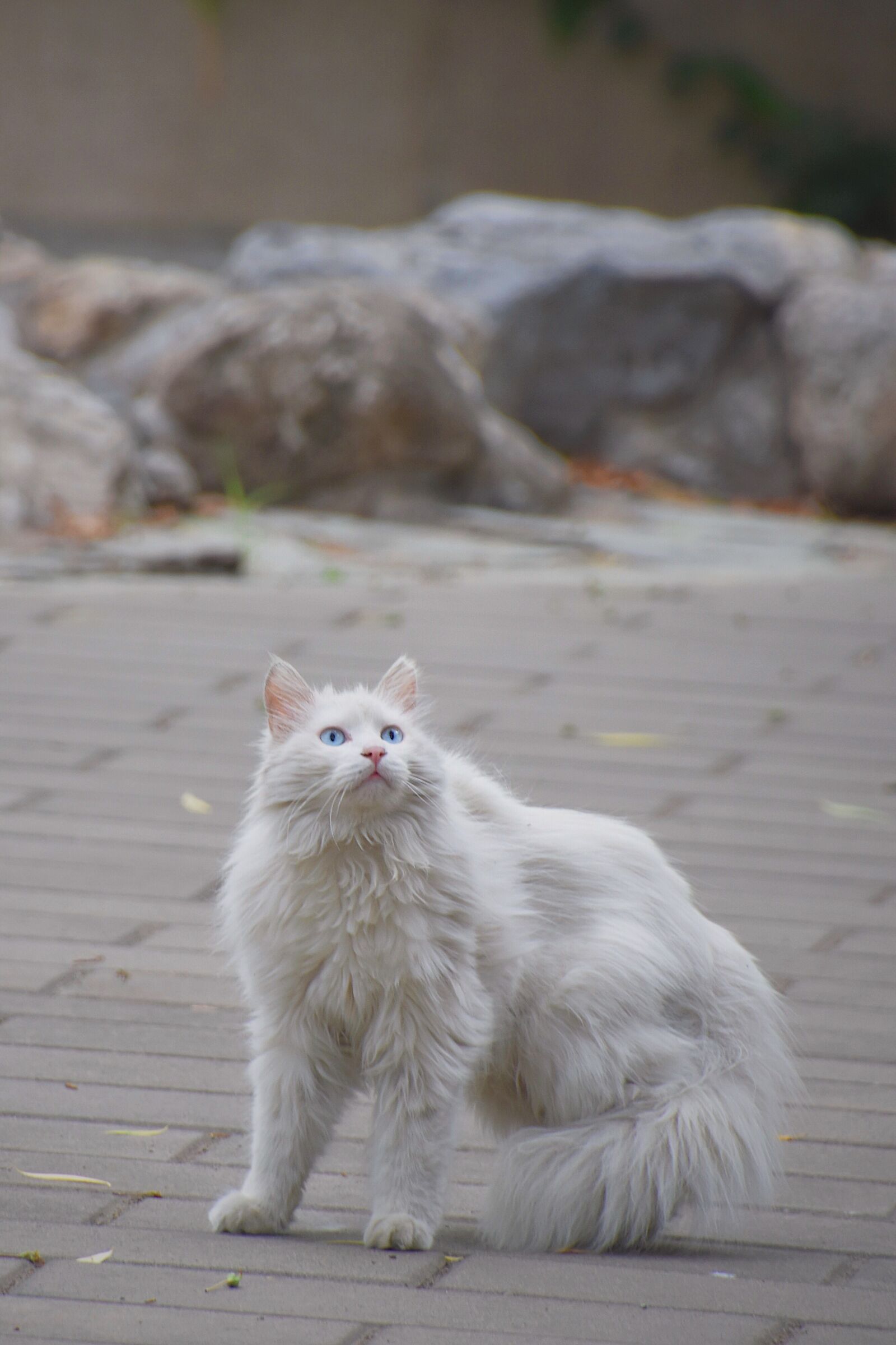 Nikon D7200 sample photo. Cat, white, animal photography