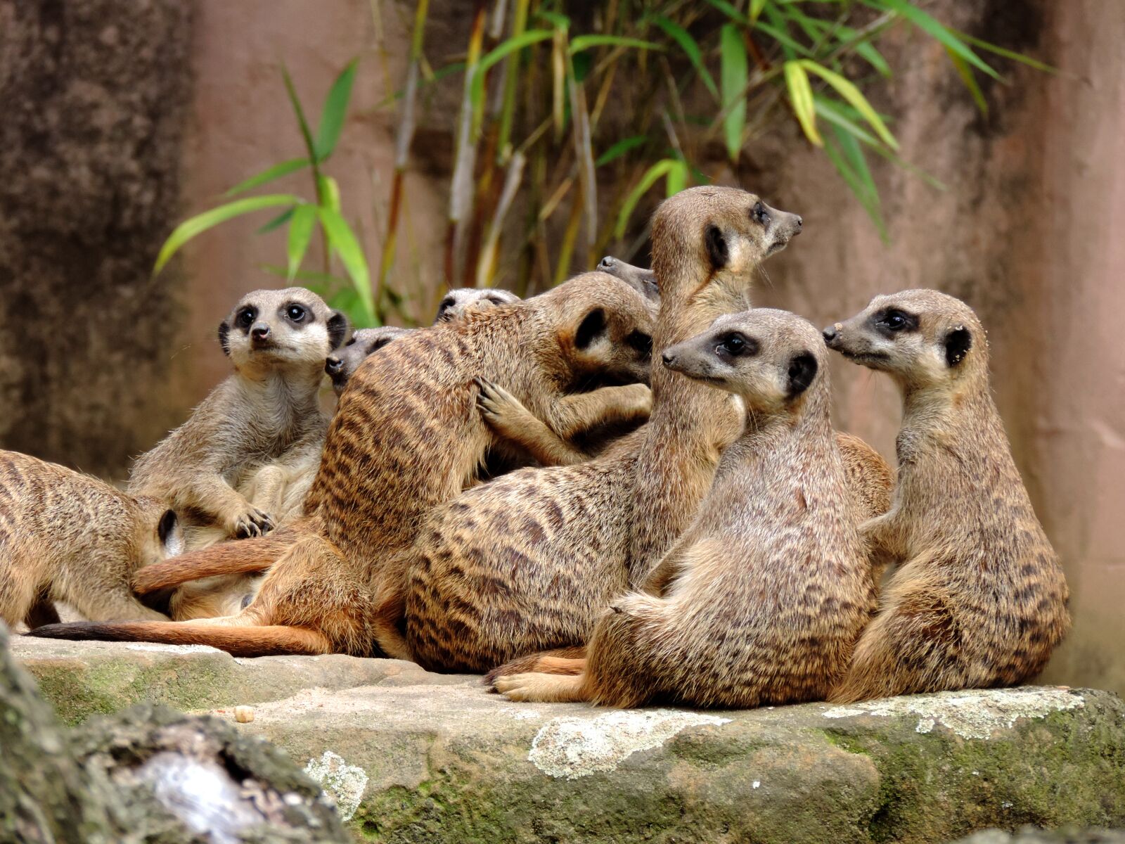 Nikon Coolpix P520 sample photo. Meerkat, mongoose, suricata photography