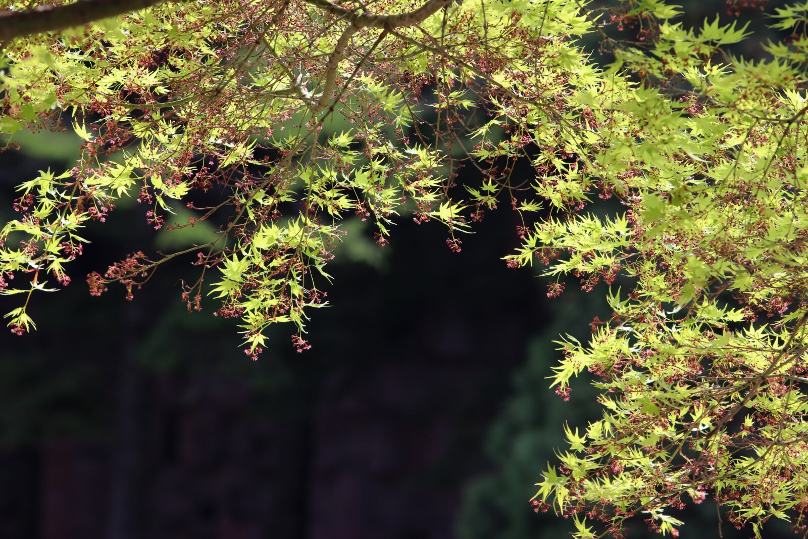 Canon EF 70-200mm F2.8L USM sample photo. Blue, bud, the leaves photography