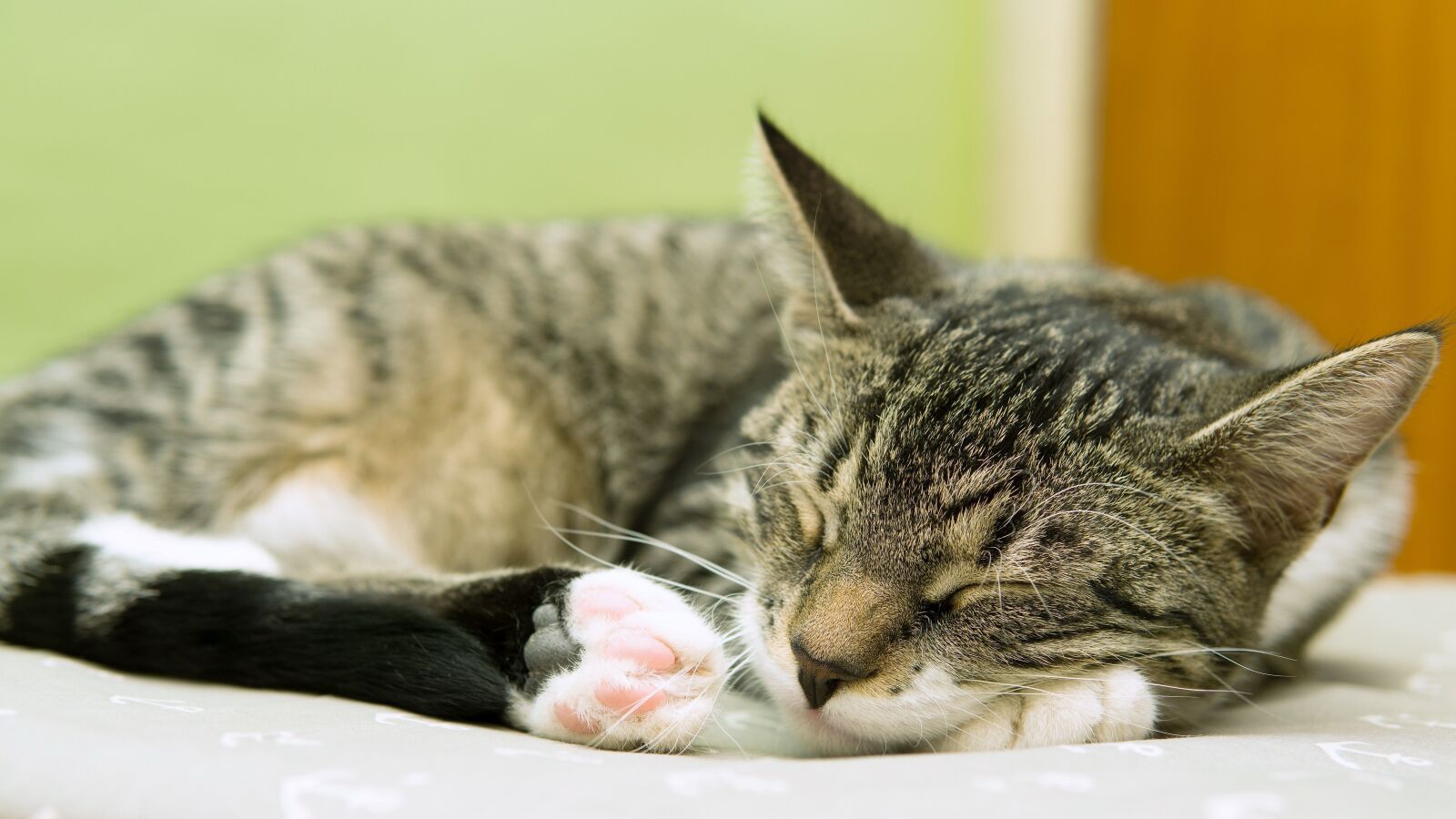 30mm F1.4 DC DN | Contemporary 016 sample photo. Cat, small, tired photography