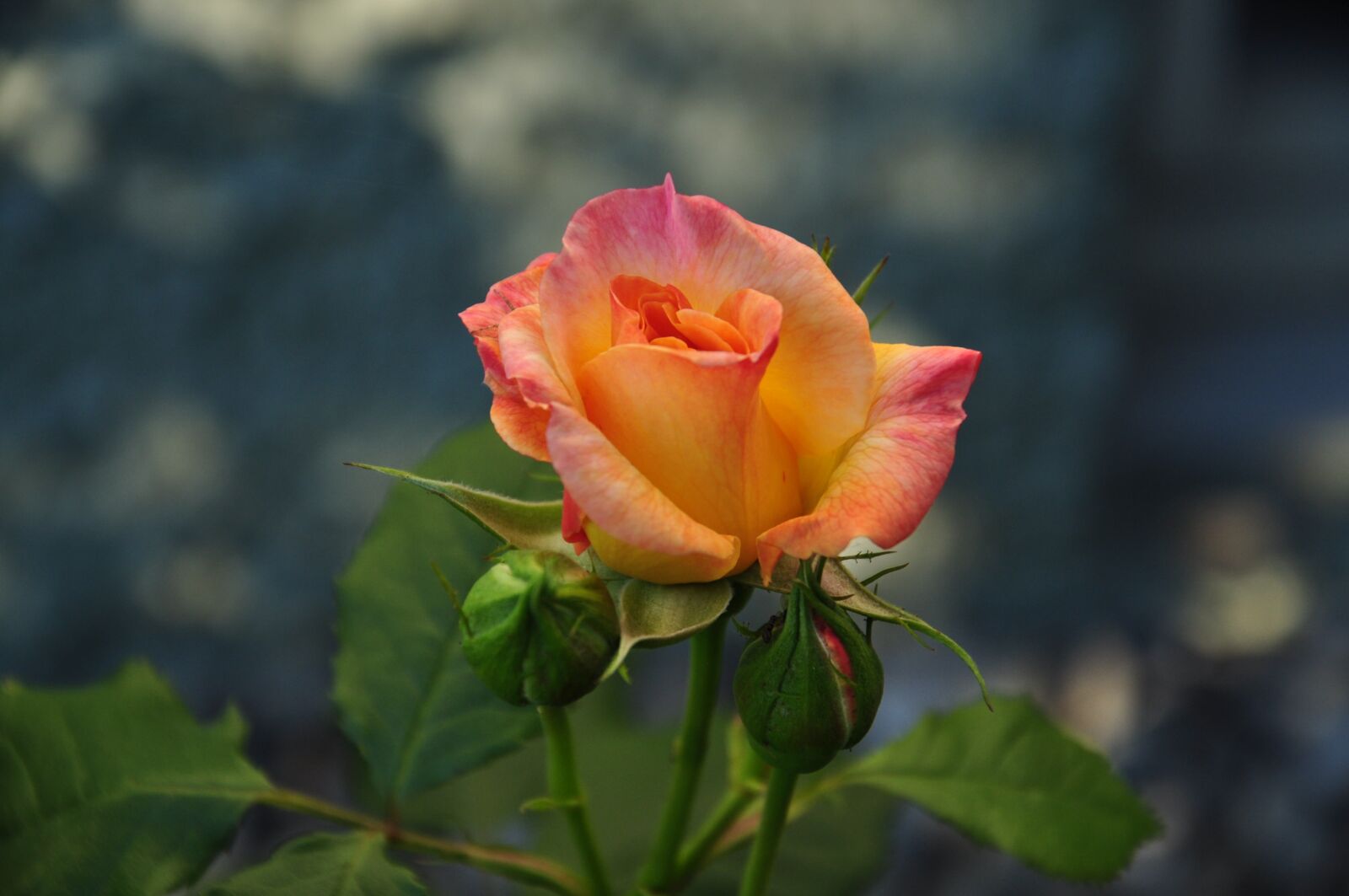 Nikon D5000 sample photo. Rose, multi coloured, blossom photography