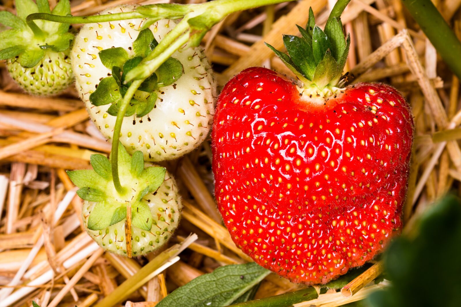 Canon EOS 70D sample photo. Strawberry, fruit, red photography