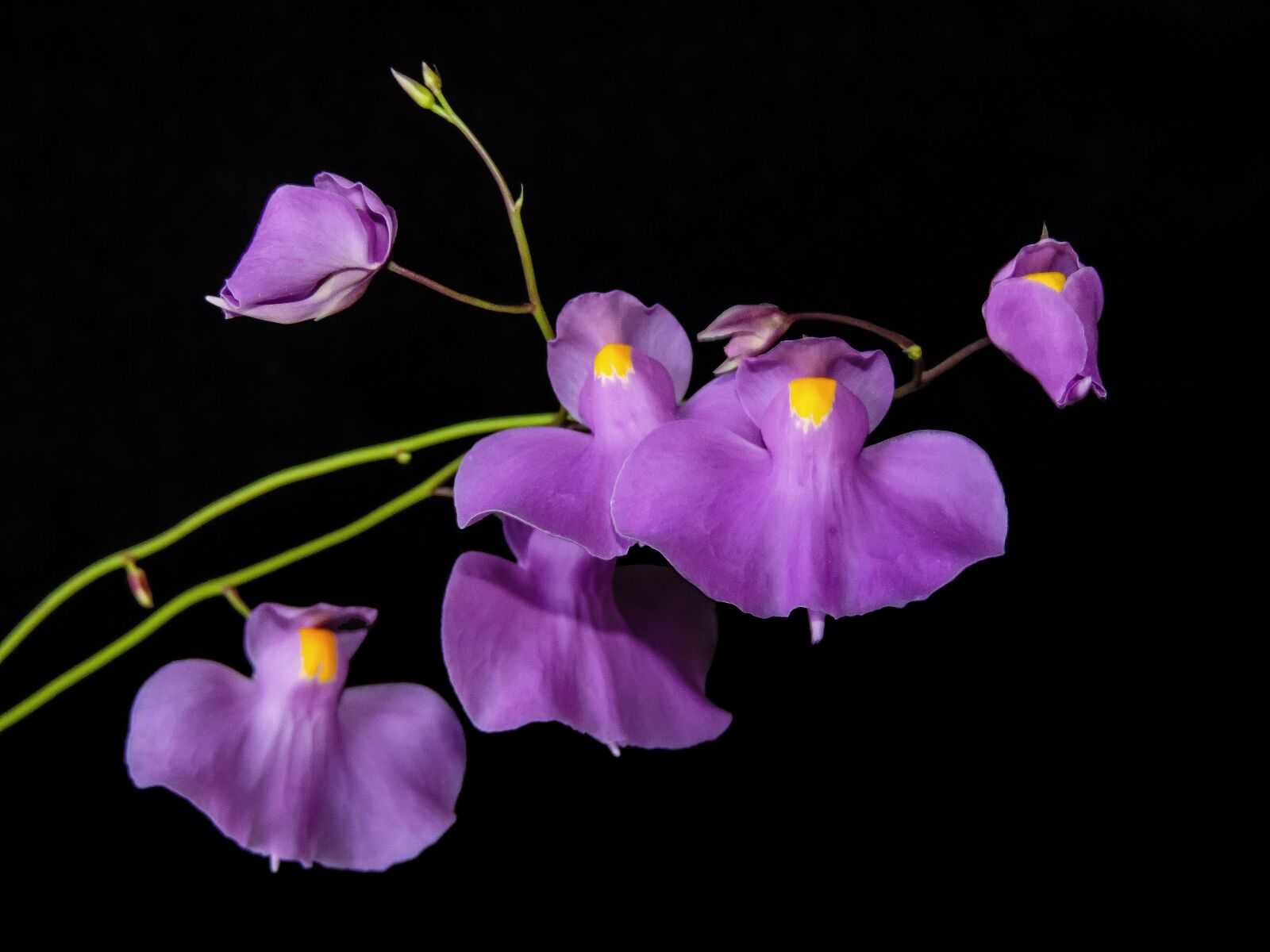 Nikon Coolpix P520 sample photo. Pływacz, flower, violet photography