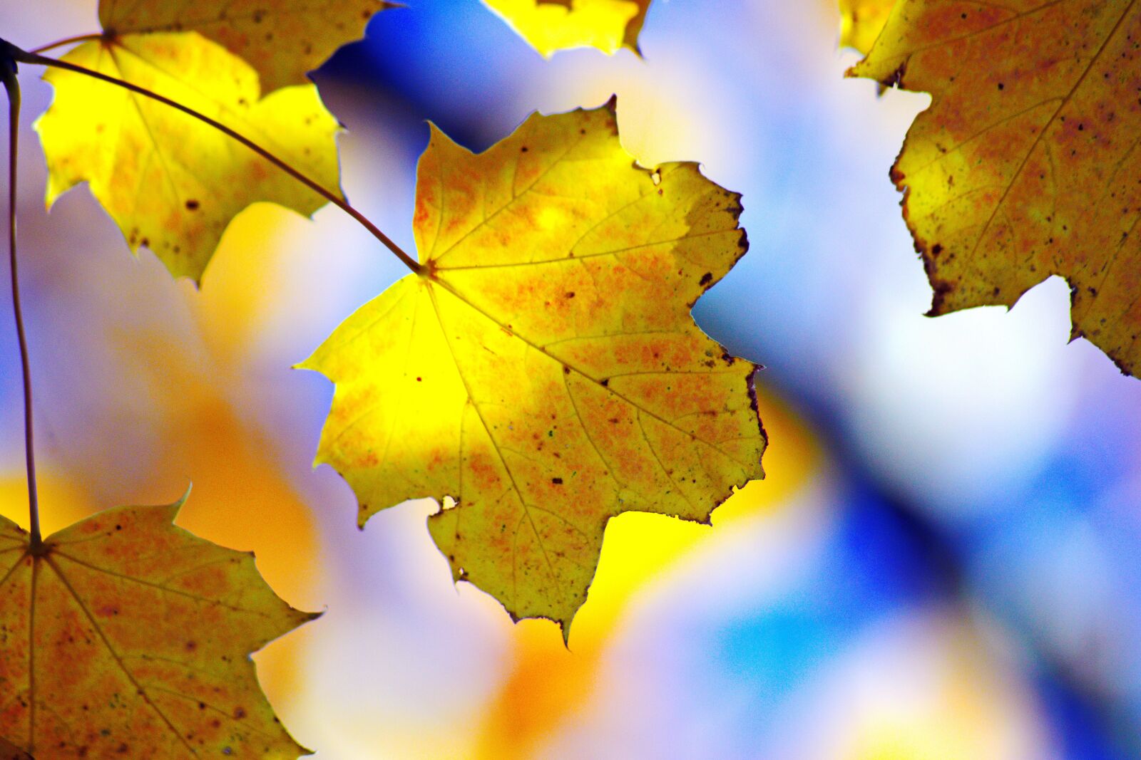 Nikon D3300 sample photo. Blue, leaf, nature photography