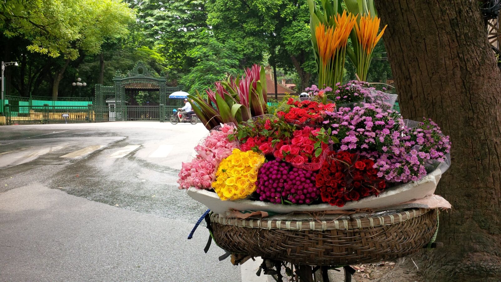 BlackBerry Z10 sample photo. Garden, flower, flora photography