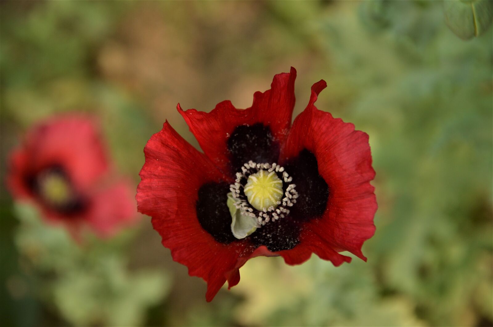 Nikon D3200 sample photo. Flowers, poppy, plants photography
