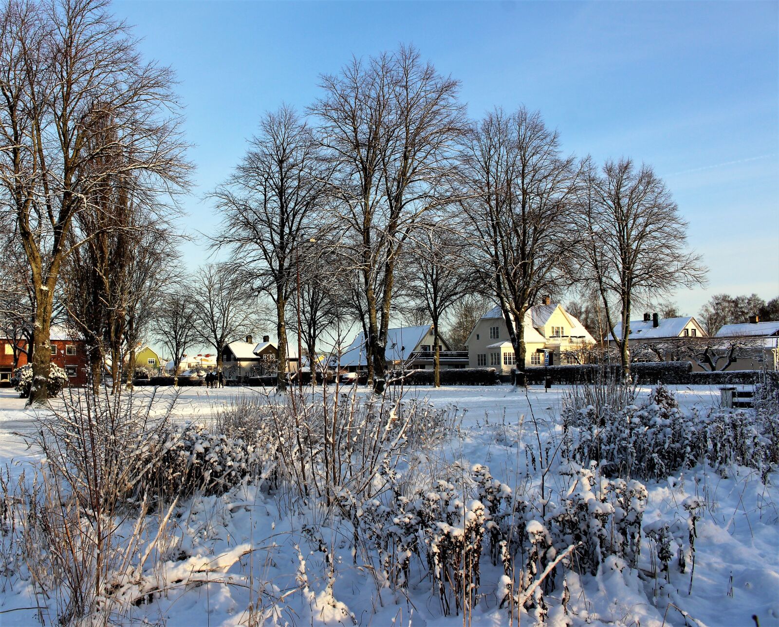Canon EOS 700D (EOS Rebel T5i / EOS Kiss X7i) sample photo. Tree, winter, snow photography