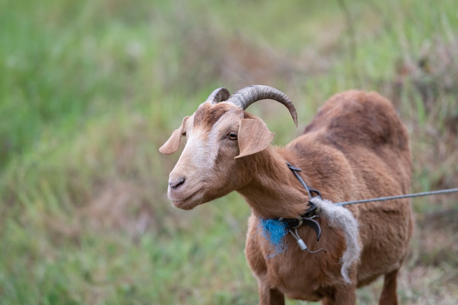 Nikon D850 sample photo. Goat, animal, livestock photography