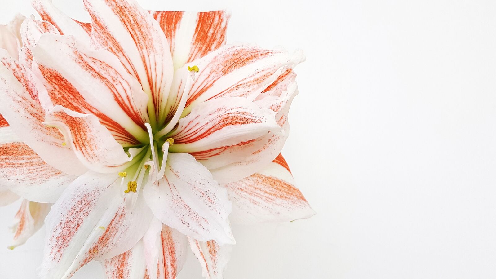 Samsung Galaxy S8+ sample photo. Hippeastrum, flower, bloom photography