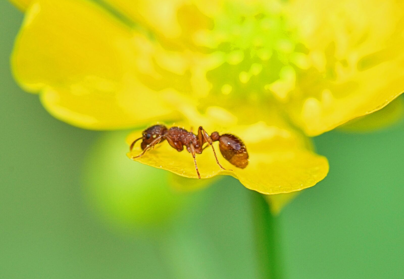 Nikon D5300 sample photo. Nature, ant, foreground photography