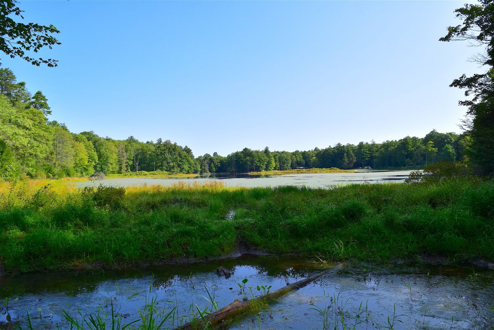 Nikon D3300 sample photo. Forest, trees, lake photography