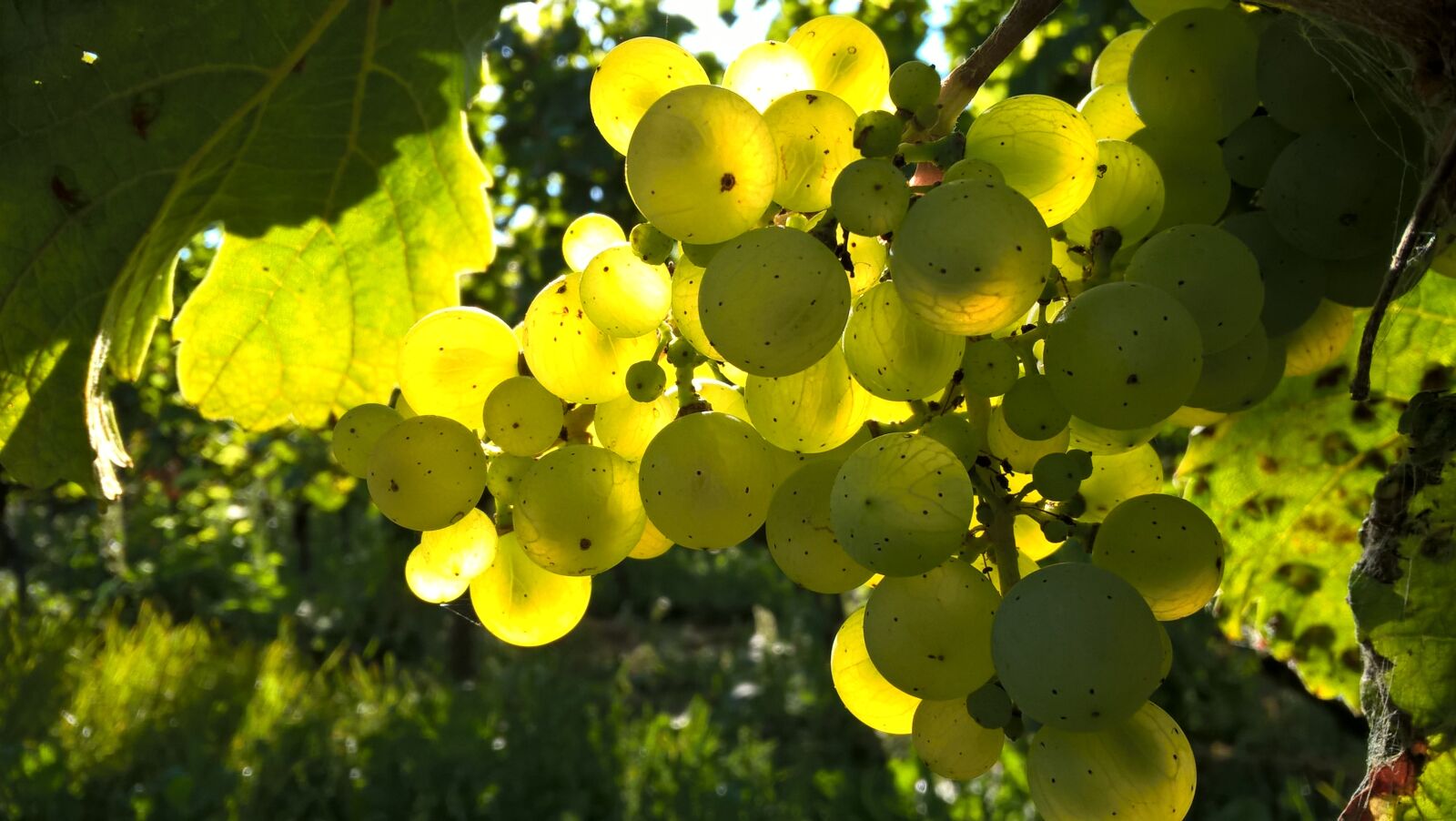 Microsoft Lumia 640 LTE Dual SIM sample photo. Autumn, grapes, outdoors photography