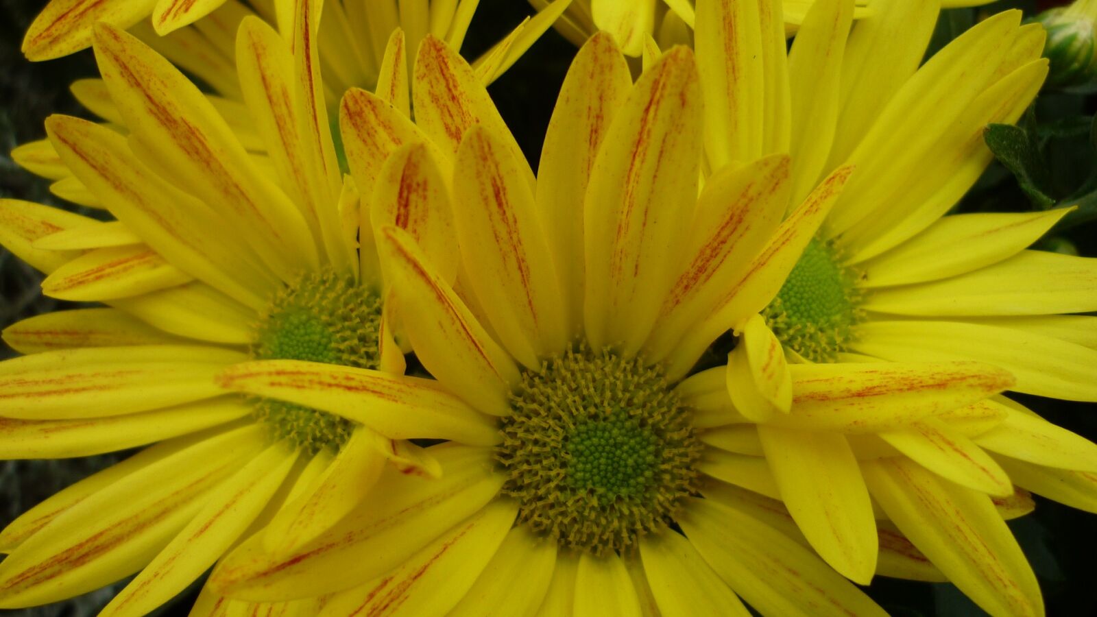 Panasonic Lumix DMC-FS6 sample photo. Aster, flower, yellow photography