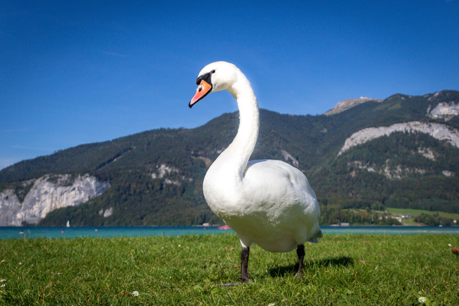 Canon EOS 600D (Rebel EOS T3i / EOS Kiss X5) sample photo. Swan, bird, animal photography